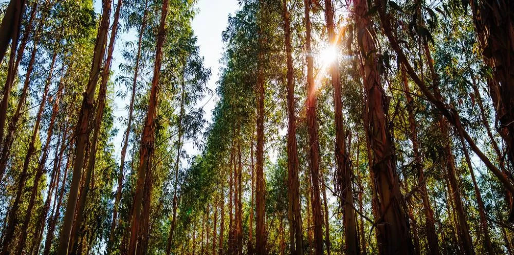 Expedição Silvicultura vai mapear produção de florestas cultivadas no Brasil 