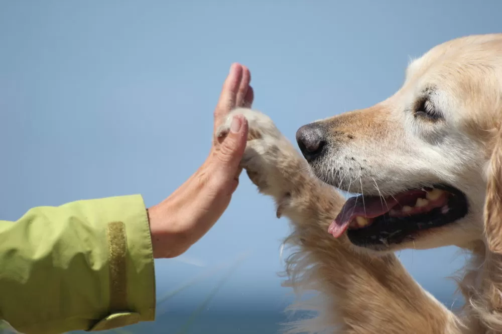 Picnic do Veterinário vai arrecadar recursos para a APIPA em Teresina