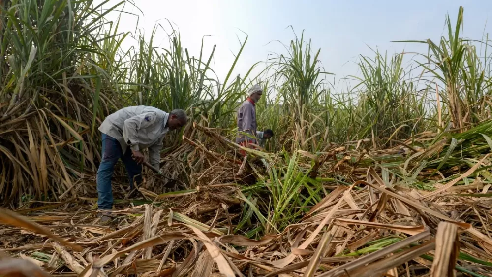 Nanotecnologia com resíduos de cana promete revolucionar a produtividade agrícola