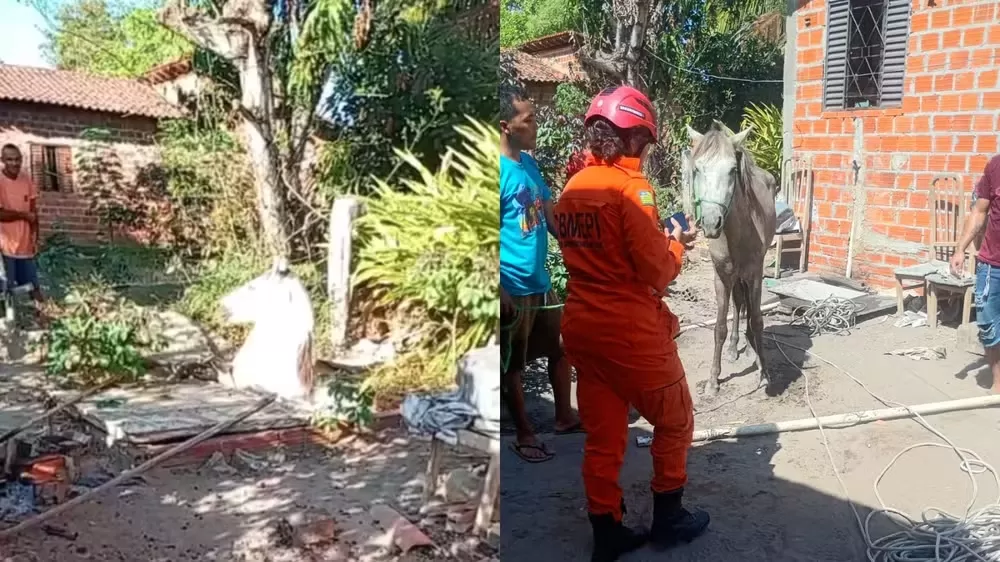 Cavalo cai em fossa e é resgatado pelo Corpo de Bombeiros na zona rural de Teresina