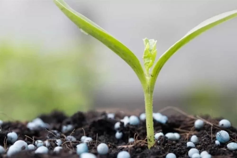 Commodities agrícolas mantêm estabilidade, mas clima e mercado externo exigem atenção