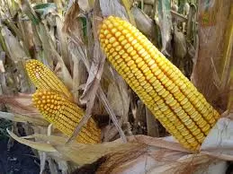 Apesar do aumento na produção preços do milho seguem inalterados 