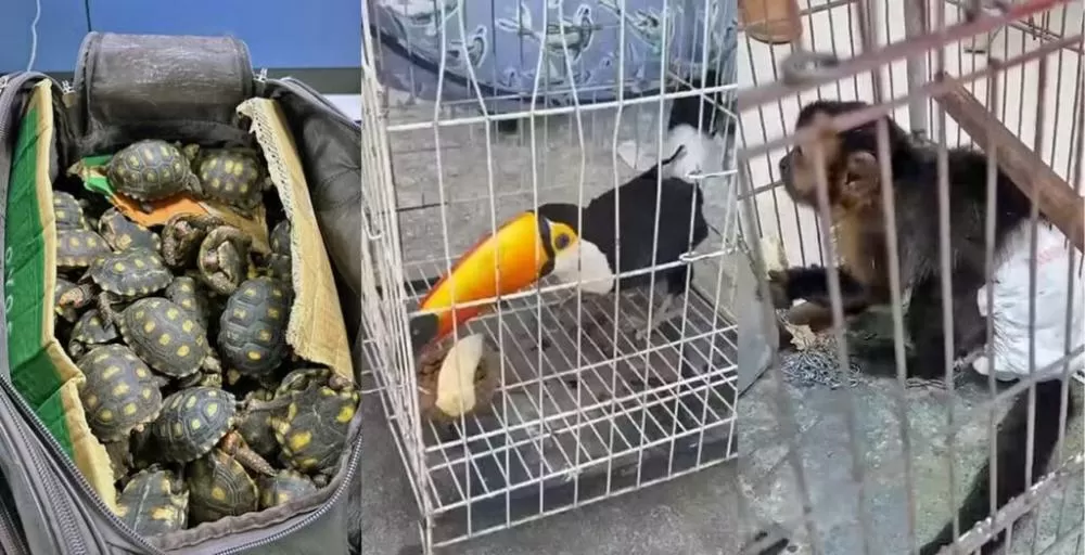 TH Jóias é um dos alvos da operação contra tráfico de animais silvestres