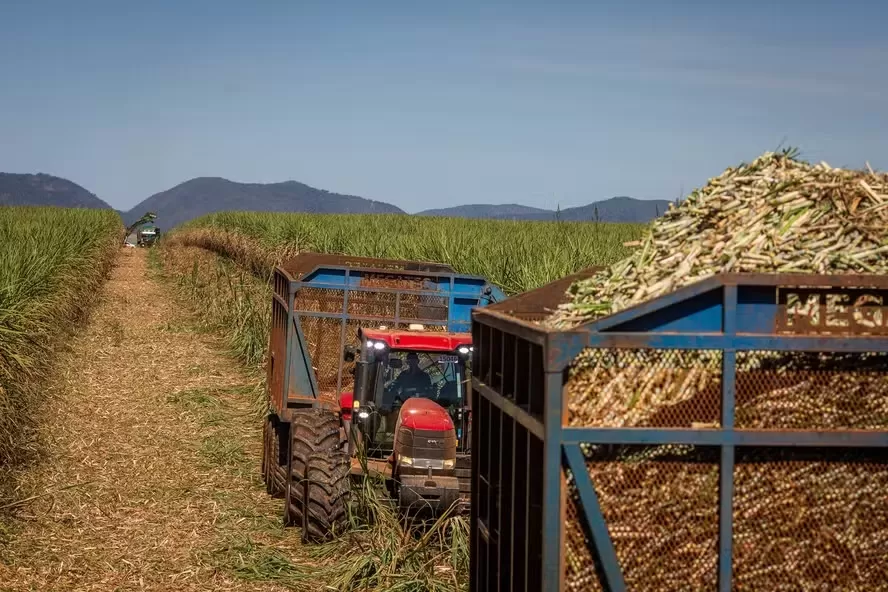 Moagem de cana cresce em agosto, mas safra 2025/26 acumula queda de 4,7% no Centro-Sul