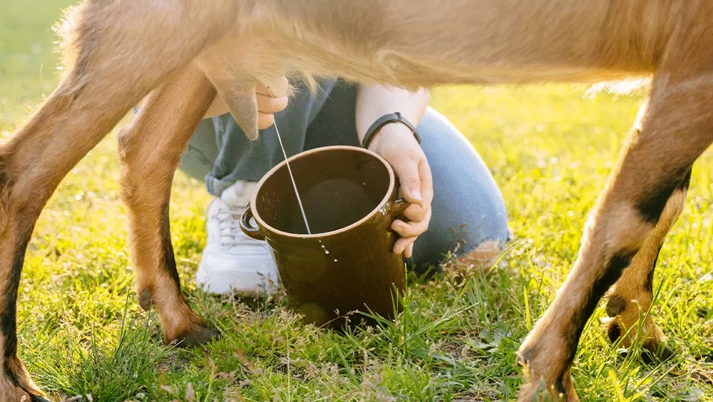 Leite de Cabra Ganha Espaço na Mesa dos Brasileiros: Nutrição, Versatilidade e Menor Potencial Alergênico