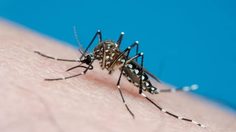 Chikungunya segue como desafio de saúde pública no Brasil após mais de uma década dos primeiros casos