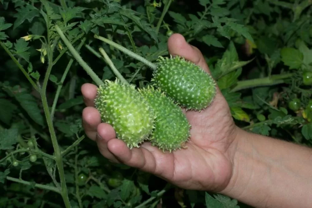 Maxixe ganha destaque por seus benefícios à saúde