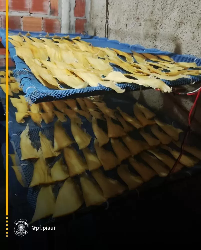 Polícia Federal prende dois estrangeiros com barbatanas de tubarão e cavalos-marinhos em Parnaíba