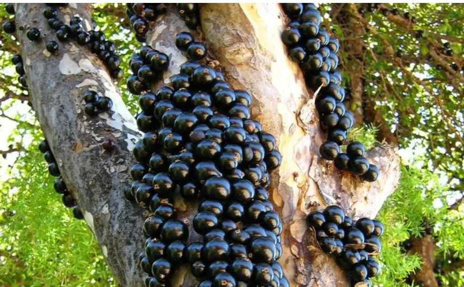 Como plantar mudas de jabuticaba: técnica da alporquia acelera o cultivo da frutífera