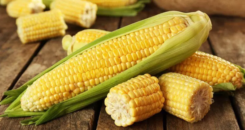 Preços do milho caem no mercado brasileiro 