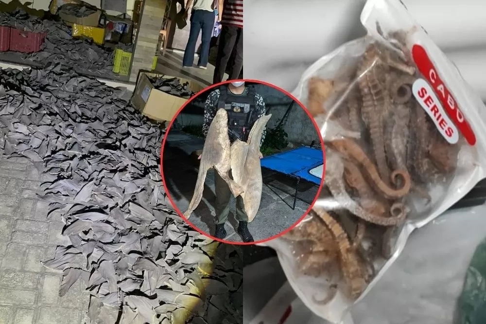 PF combate tráfico de espécies marinhas no litoral do Piauí