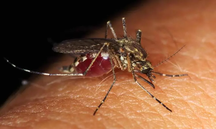 Como manter os mosquitos longe?