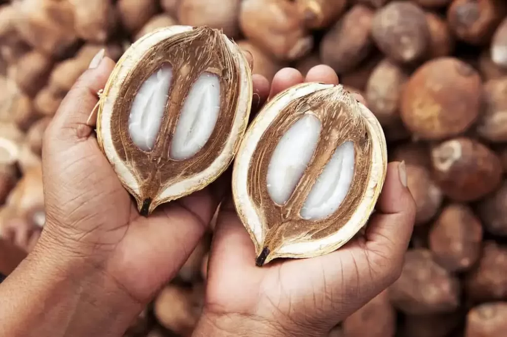 Agricultura familiar do Maranhão é destaque na feira Anuga 2025, na Alemanha