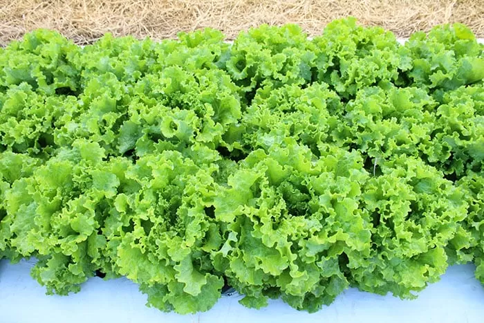 Alface pode enfrentar alto risco climático em todo o Brasil até o fim do século, alerta Embrapa