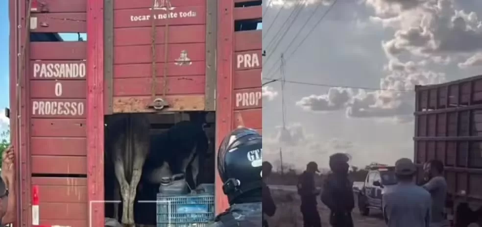 Piauienses são presos suspeitos de furtar jumentos para abate e vender como carne de boi