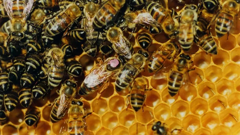 Nordeste alerta para praga que ameaça produção de mel
