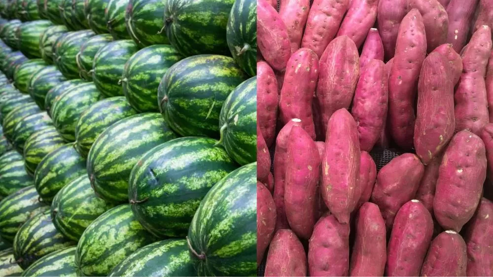 Preços da melancia e da batata-doce variam no Nordeste e refletem safra e demanda 