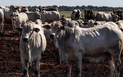 Preço do bezerro deve seguir alto e sinaliza reversão do ciclo pecuário, aponta Cepea