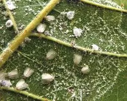 Mosca-branca provoca perdas de até 80% na produção de caju no Piauí