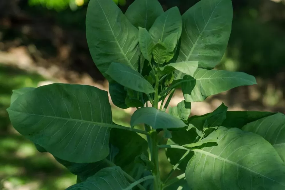 Alerta: Falsa couve e outras 9 plantas comuns que são perigosas para a saúde