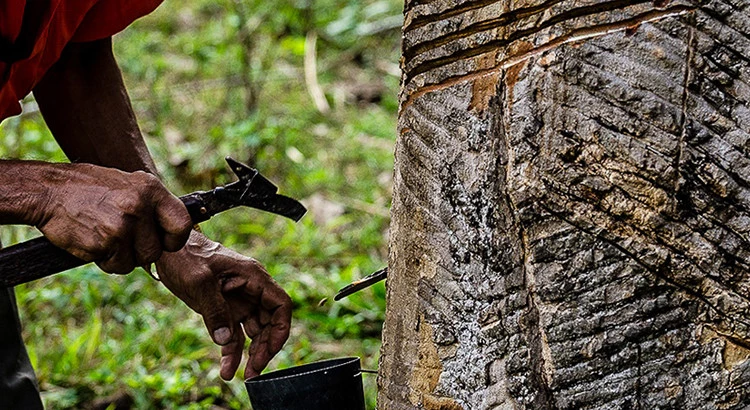 CMN simplifica regras de crédito rural para povos e comunidades tradicionais