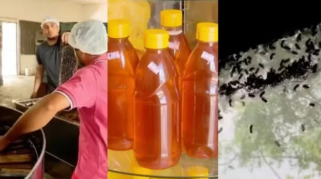 Município do Maranhão lidera produção de mel no Brasil, aponta IBGE