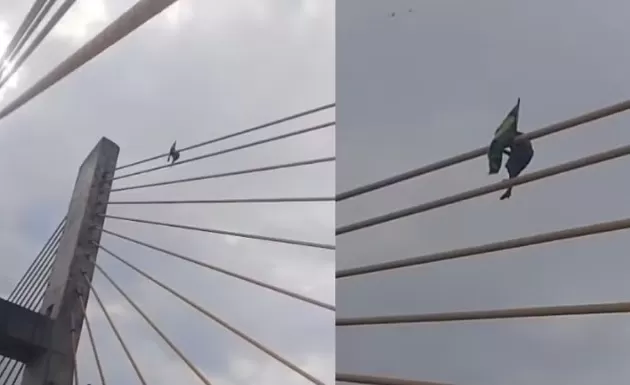 Homem escala ponte de 60 metros para fincar bandeira do Brasil, em Imperatriz