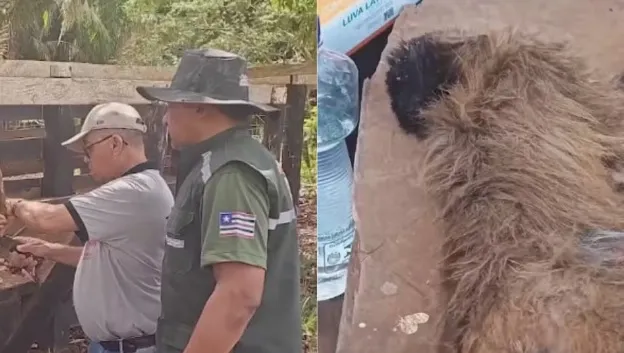 Morte de 5 macacos-prego em Pastos Bons é investigada por suspeita de febre amarela e raiva