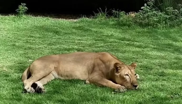 Leoa que matou homem não será sacrificada; ela tem 19 anos e nasceu em zoológico