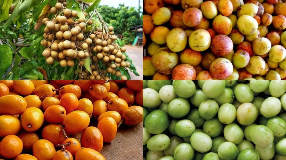 Foto: Reprodução/ Montagem Verdes Campos