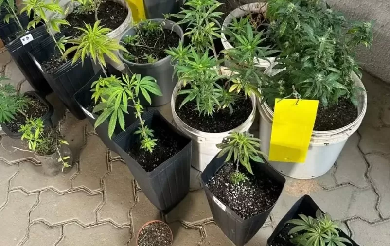 Maconha cultivada em condomínio de luxo é apreendida em operação policial em Imperatriz