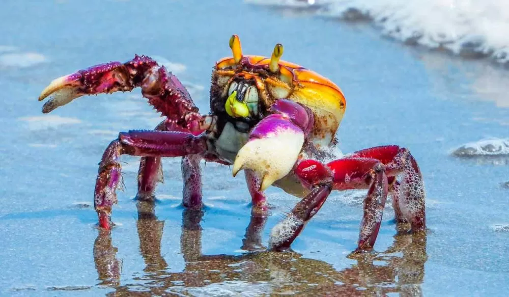 Primeira fase do defeso do caranguejo-uçá começa neste domingo no Maranhão
