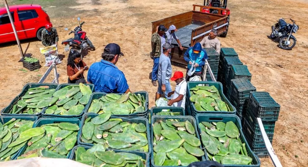 Distribuição de palma forrageira reforça alimentação de rebanhos no semiárido