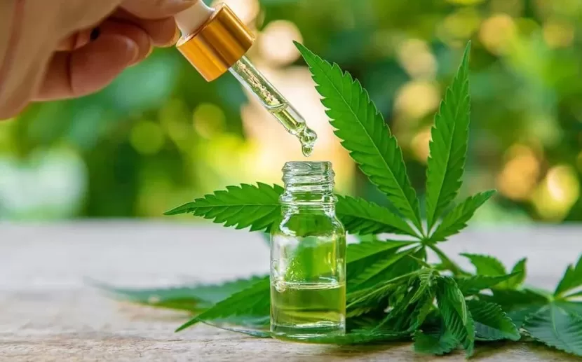 Anvisa libera cultivo de cannabis medicinal no Brasil