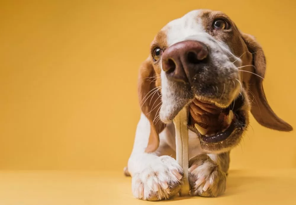 Dar osso para cachorro: pode ou é proibido? 