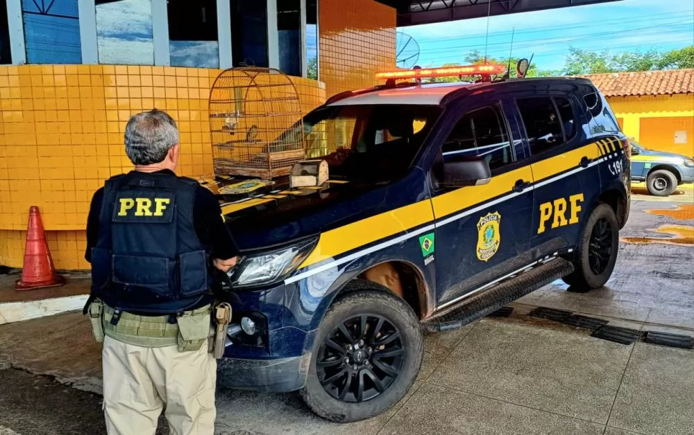 PRF flagra transporte ilegal de aves silvestres na BR-343 em Piripiri