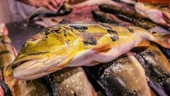 Estudo mostra que peixes de seis estados da Amazônia têm índices de mercúrio acima do normal