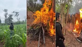 Mais de 10 mil pés de maconha são destruídos em terra indígena no MA; pernambucano é preso em flagrante