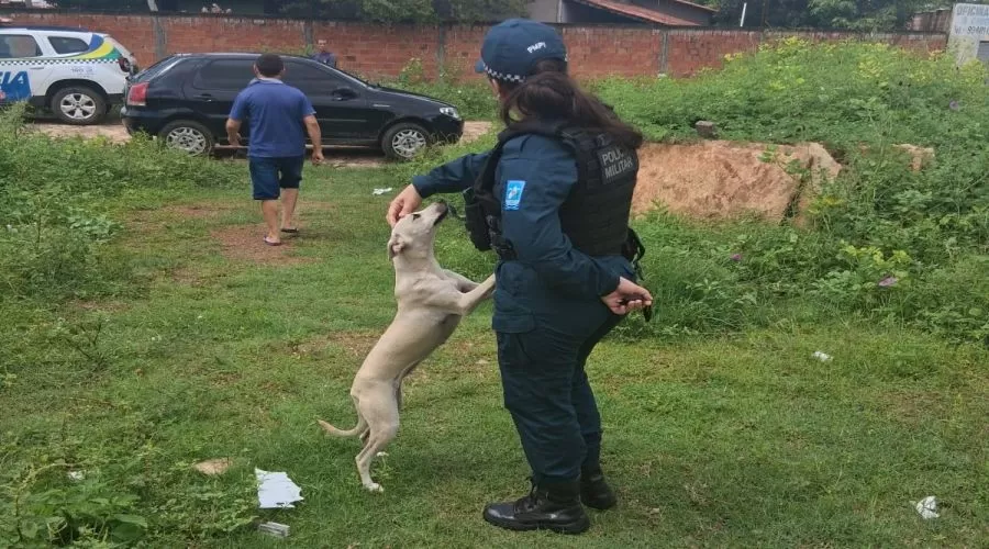 Polícia Militar apura denúncia de maus-tratos contra animal em Campo Maior