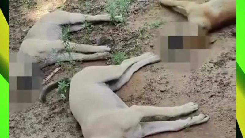 Envenenamento de Cães